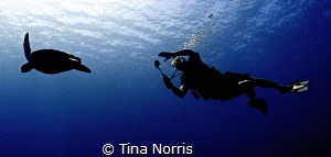 Turtle and Diver Silhouette by Tina Norris 
